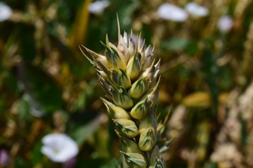 wheat green cereals