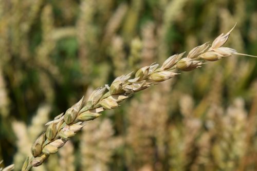 wheat grain cereals