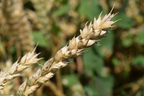 wheat cereals grain