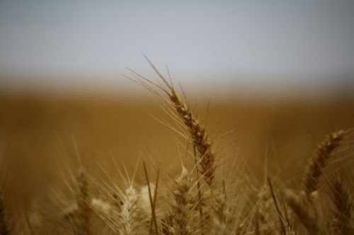 wheat fields wheat fields