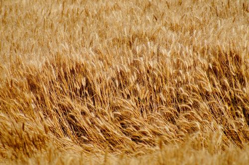 wheat wheat fields cereals