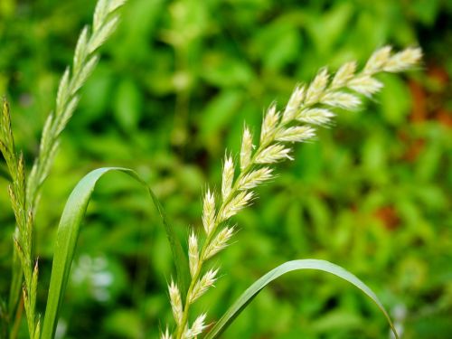 wheat grass blade of grass