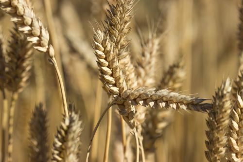 wheat grain field