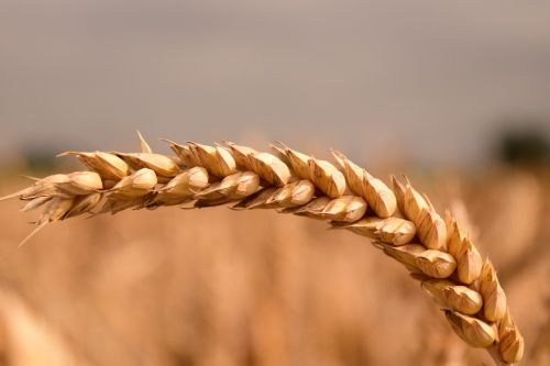 wheat grain cereals