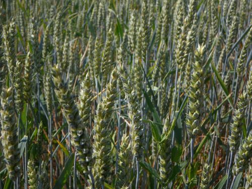 wheat spike field