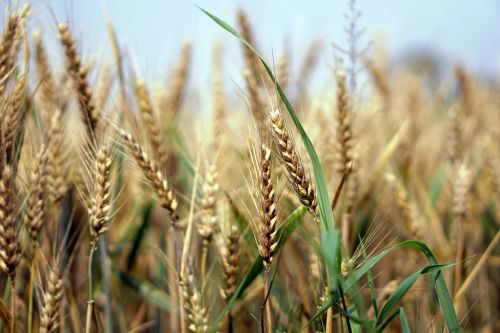 wheat wheat field cornfield