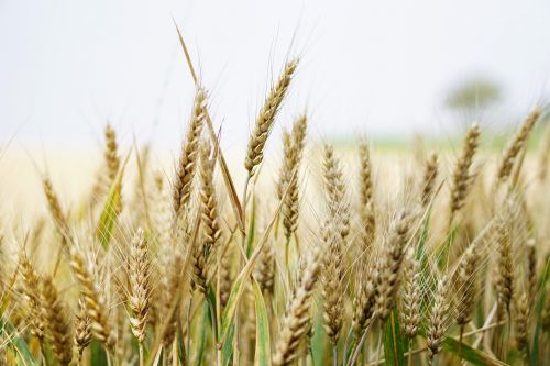wheat wheat field cornfield