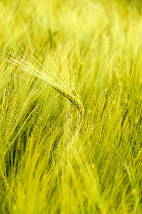 wheat field cereals