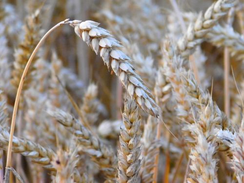 wheat grains field