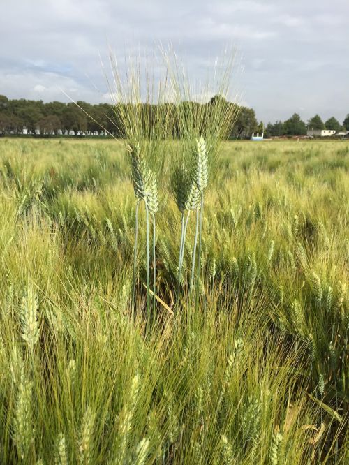 wheat durum wheat field