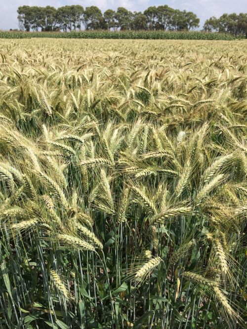 wheat durum wheat field