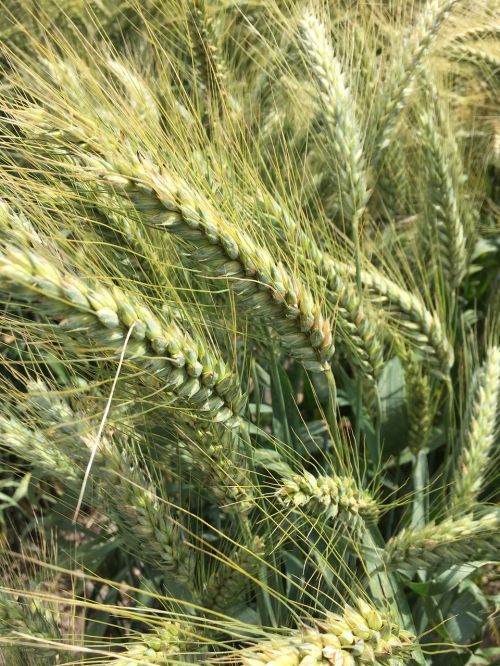 wheat durum wheat field