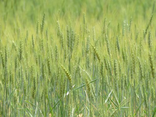 wheat grain field