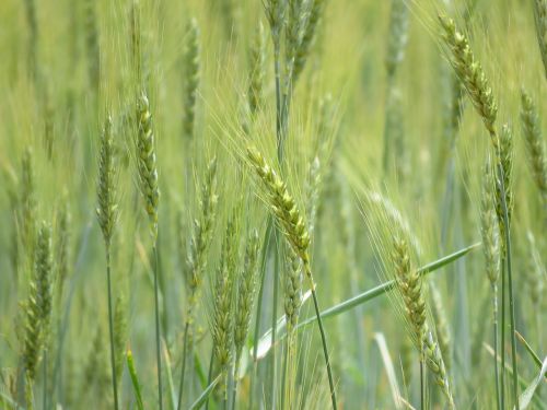 wheat grain field