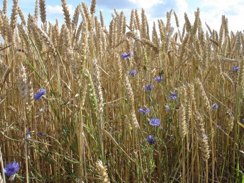 wheat field go