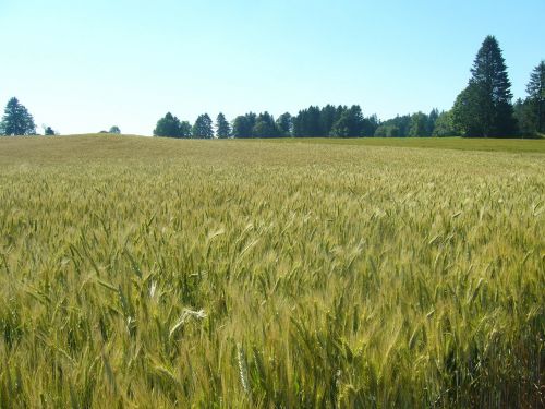 wheat wheatfield switzerland