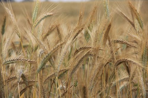 wheat earth summer