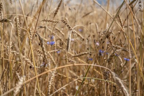 wheat field nature