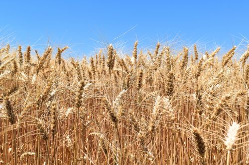 wheat cereal agriculture