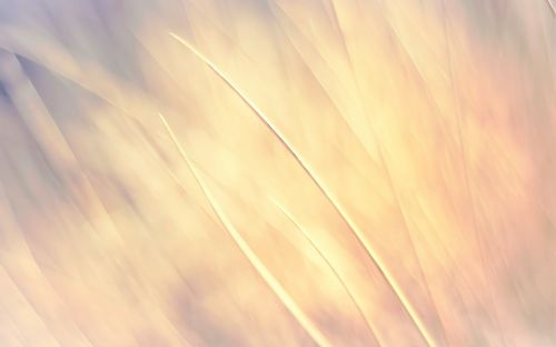 wheat background yellow