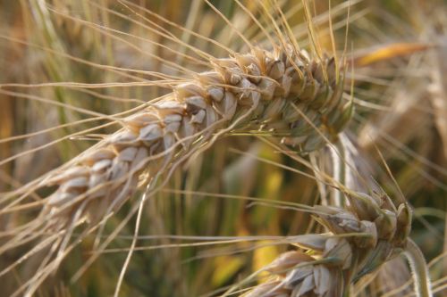 wheat harvest time ripe