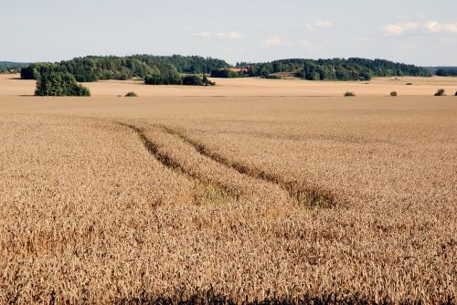 wheat summer sweden