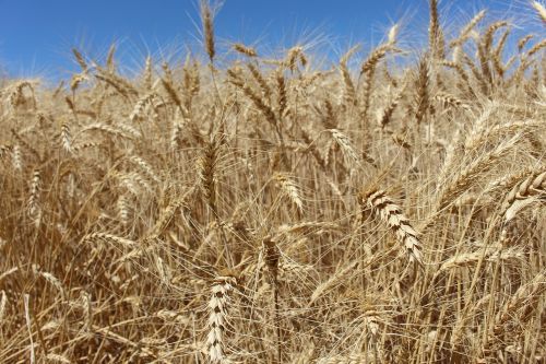 wheat field summer