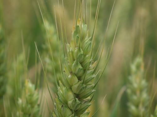 wheat close-up plant