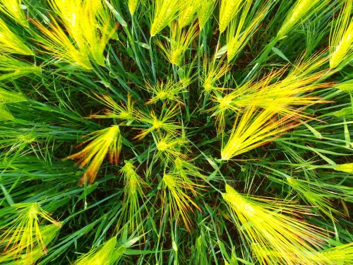 wheat nature culture
