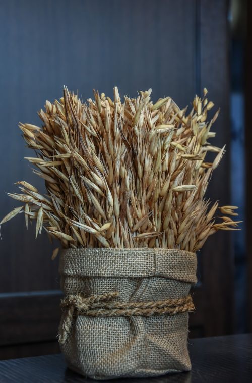 wheat grain agriculture
