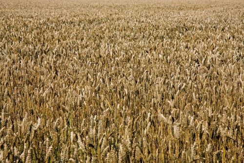 wheat golden wheat field
