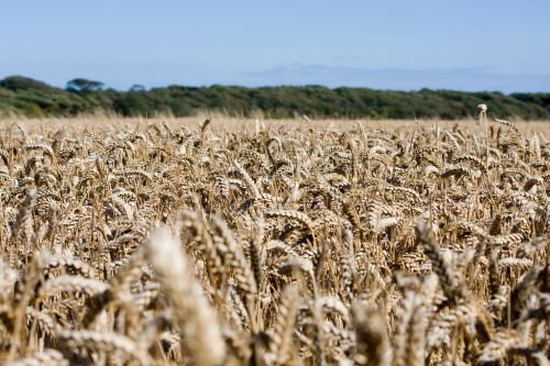 wheat wheat field crops