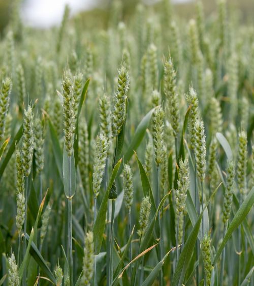 wheat crops close-up