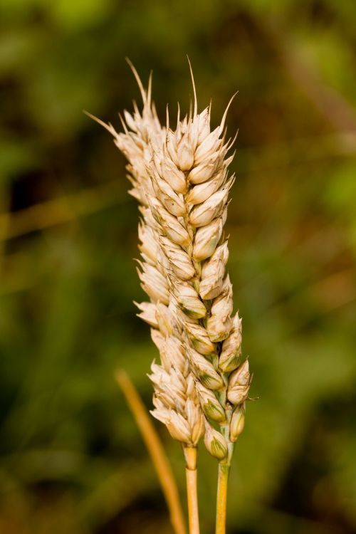 wheat stalk stalk wheat