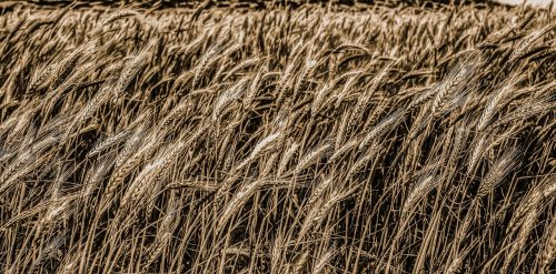 wheat cereal food