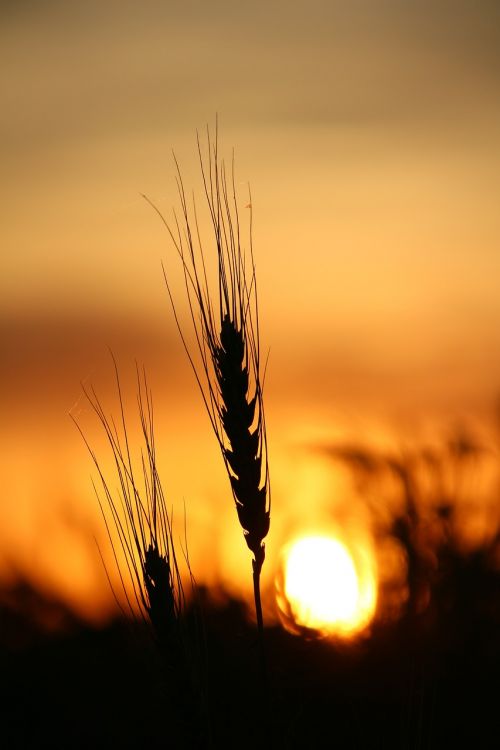 wheat sunset field