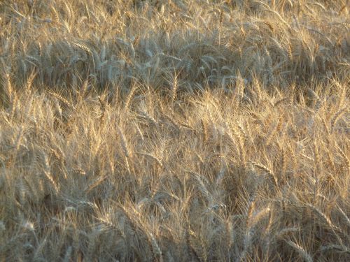 wheat field food