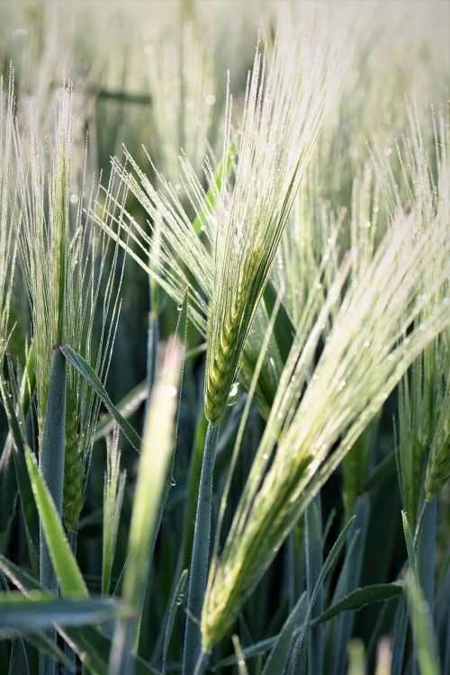 wheat winter wheat grass