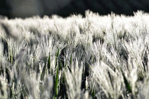 wheat field winter wheat
