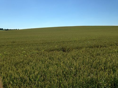 wheat france trip