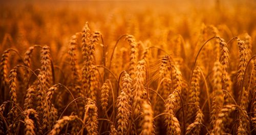 wheat grain hdr