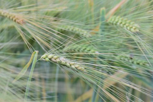 wheat winter wheat cereals