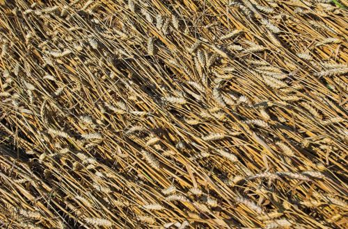 wheat grain field
