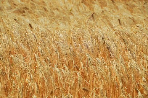 wheat grain wheatfield