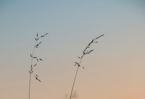 wheat bush field