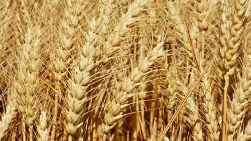 wheat klas the grain