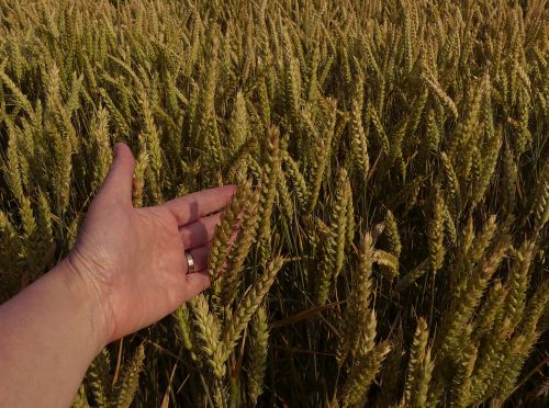 wheat wheat field harvest