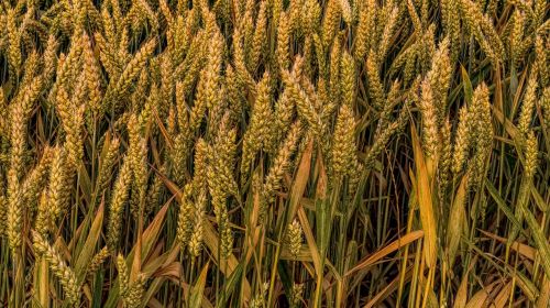 wheat grain field