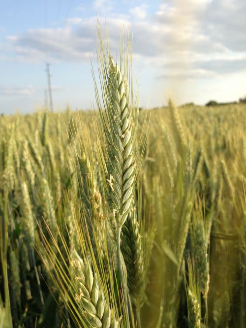 wheat wheat field cereals