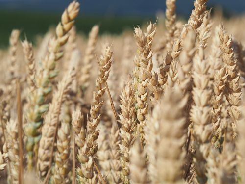 wheat field agriculture